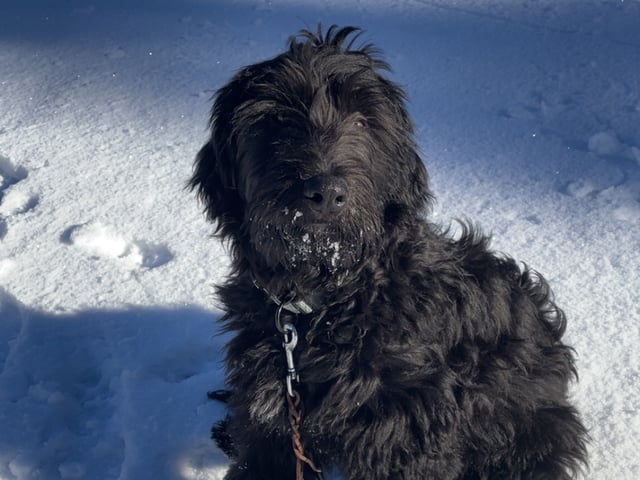 Bergamasco