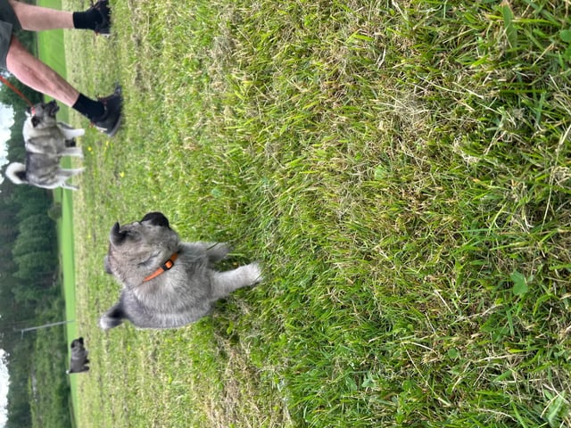 Norwegian Elkhound (Grey)