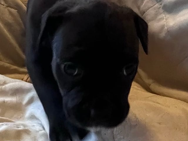 Hundvalp