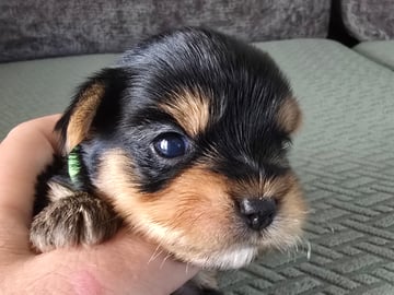 Gacrux