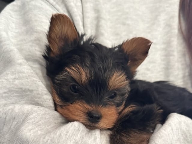 Yorkshire terrier