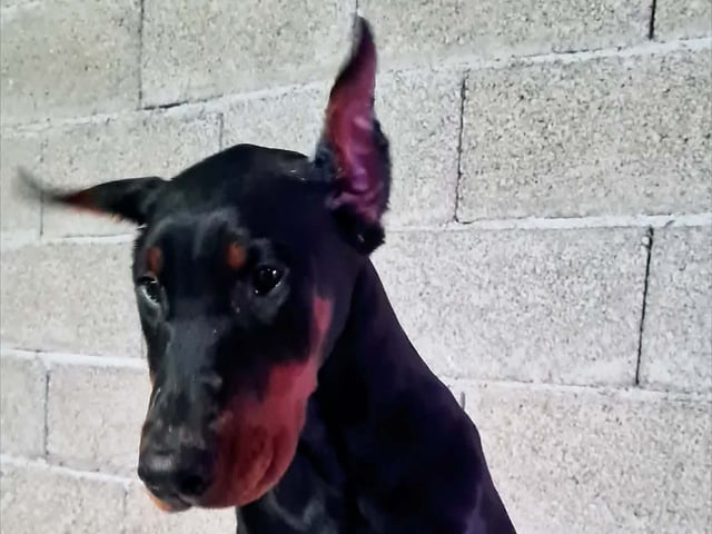 Dobermann