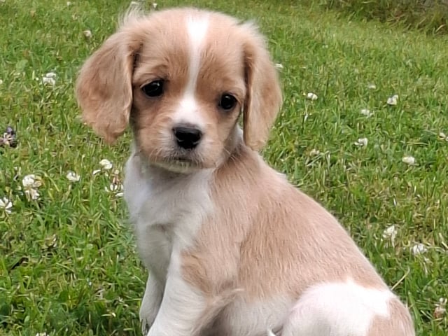 Cavapoo