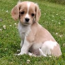 Cavapoo