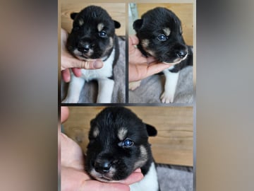 Gul hannhund