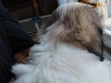 Shih Tzu · Linköping · David K.
