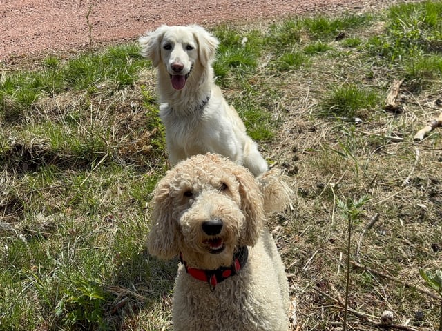 Goldendoodle