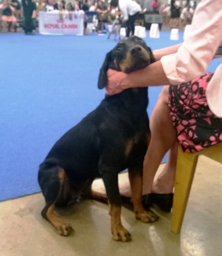 Montenegrinsk fjellhund