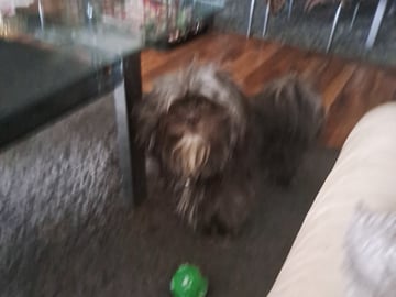 Bichon havanais · Oslo · Mona W.