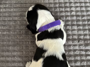 Cocker spaniel · Hallstavik · Passion Spaniels