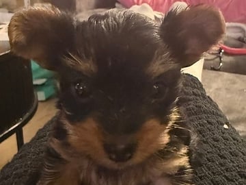 Yorkshire terrier · Skjetten · Cathrine S.