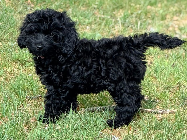 Cockerpoo