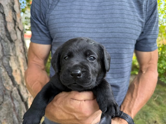 Labrador retriever · Huddinge · Apitas Hundar