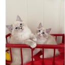 Ragdoll