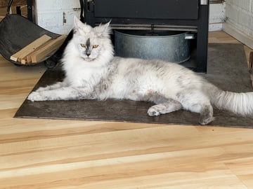 Höjden’s Lynx