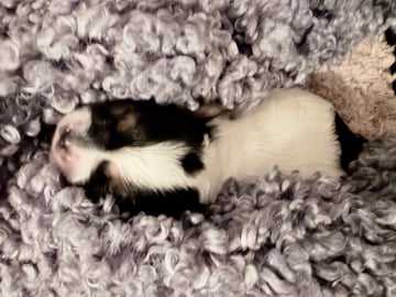 Biewer Terrier · Köpingebro · Anna S.