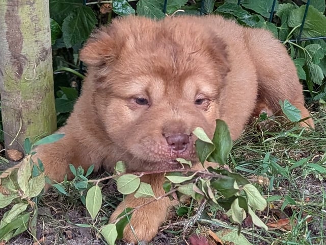 Shar pei
