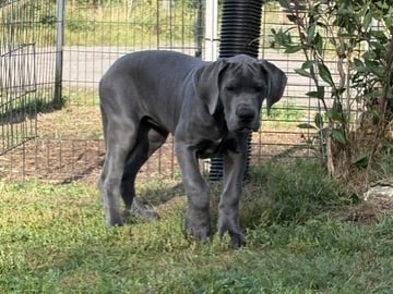 Great Dane (Grand danois) · Skara · Pond'z G. Dane