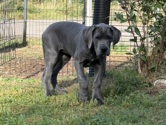 Great Dane (Grand danois)