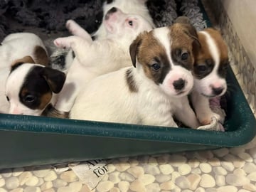 Limelight Kennels