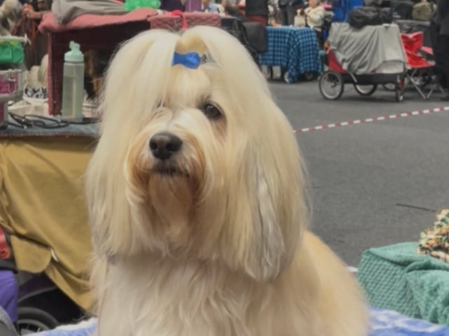 Bichon havanais