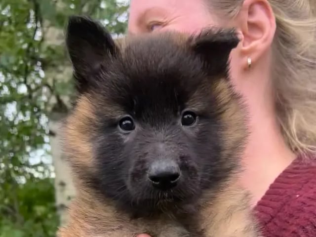 Belgian Shepherd Groenendael