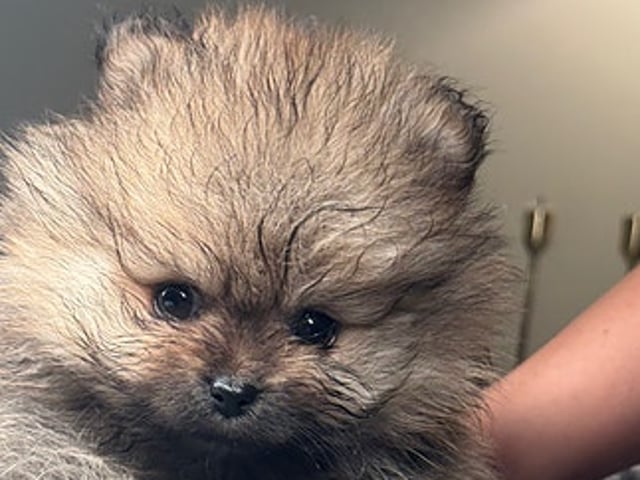 🐻 Två underbara Pomeranian Mini Teacup-valpar söker kärleksfulla hem! 🐾