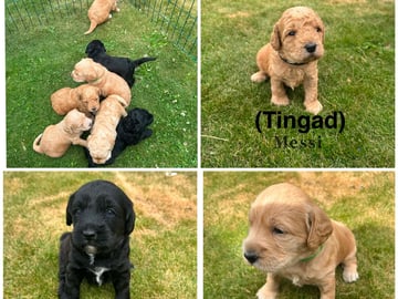 Labradoodle · Staffanstorp · Carina W.