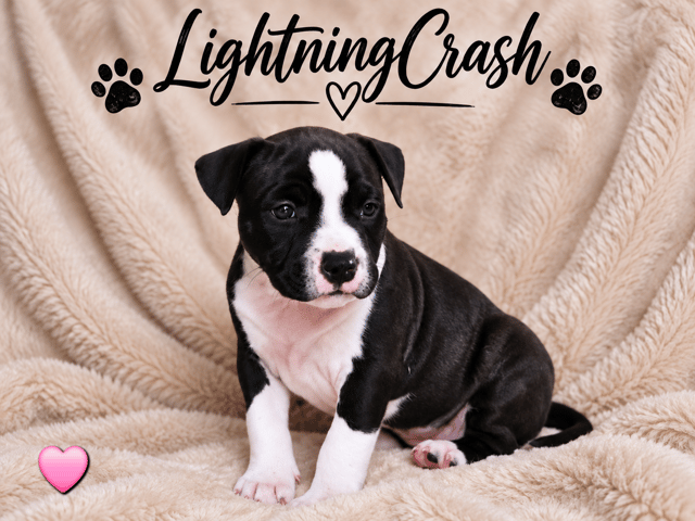 American staffordshire terrier