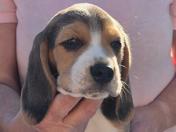 Beagle · Grimslöv · Marie H.
