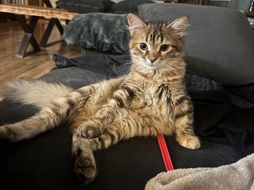 Sibirisk katt · Årsunda · William A.