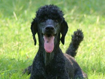 Standard Poodle