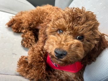 Miniature Poodle · Norrköping · Daniel A.