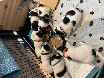 Dansk-svensk gårdhund · Beitstad · Linn Alice Berg