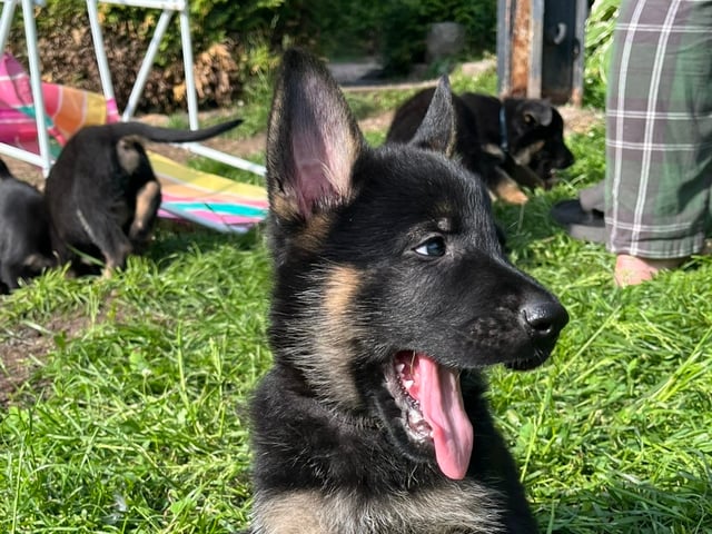 Schæferhund