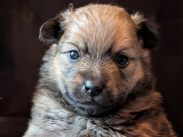 Tysk Spids – Mittelspitz · Luleå · Dålakungens kennel