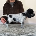 Cocker spaniel