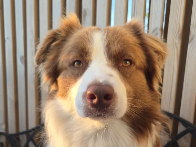 Border Collie · Limhamn · Ruckeltofta Gård