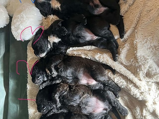 Fransk bulldog & puddel hvalpe. Uden bog
