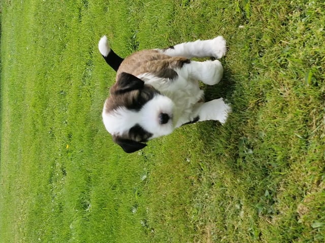 Tibetansk terrier · Halden · Lena Mari Fjeld