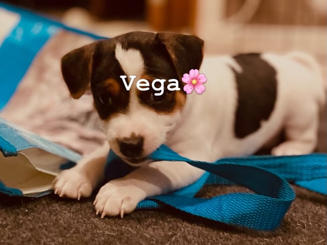 Dansk-svensk gårdhund
