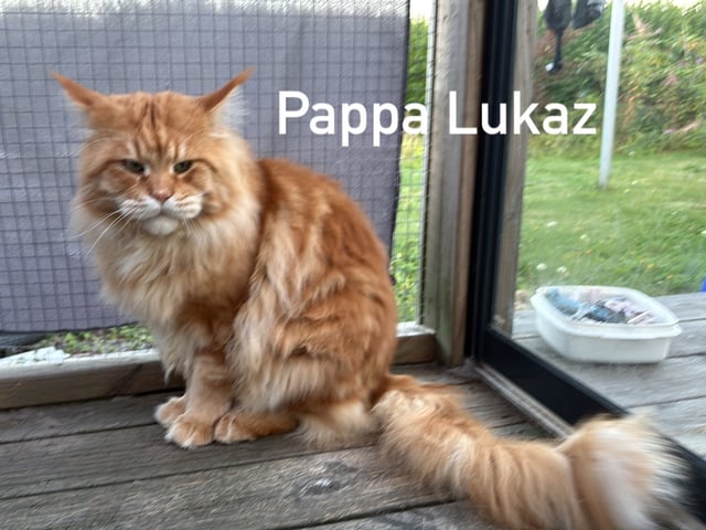 Father: Lukaz