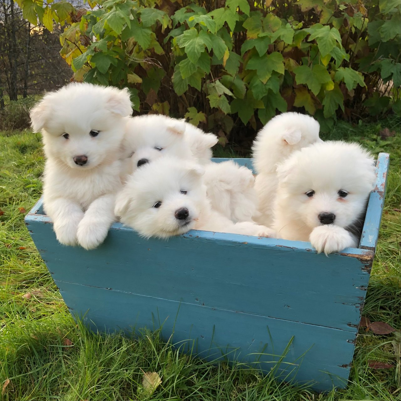 Arctic White Samoyed