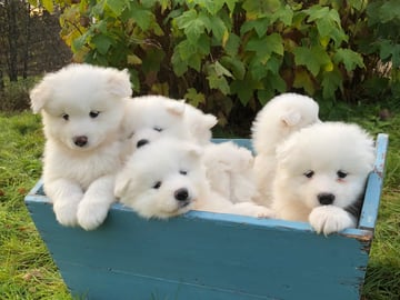 Arctic White Samoyed