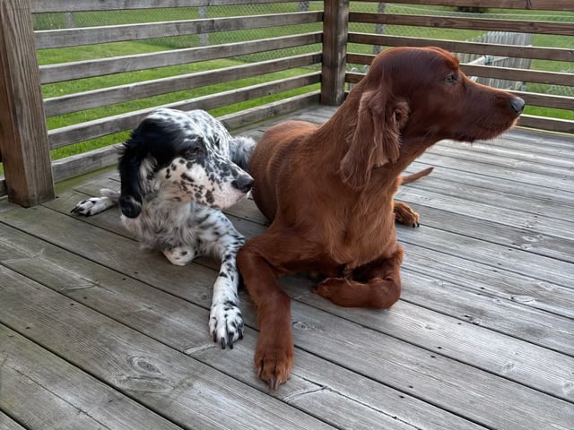 Engelsk setter