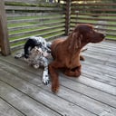 Engelsk setter