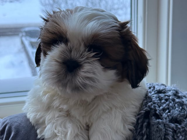 Shih Tzu