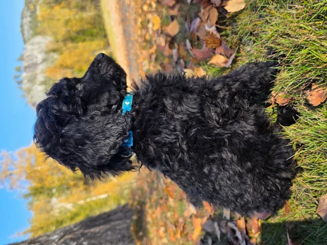 Stor puddel · Kviteseid · Tonje Christine Freitag Bakke