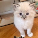 Ragdoll