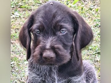 Ruhåret hønsehund · Tinglev · Kennel Schweisshunden